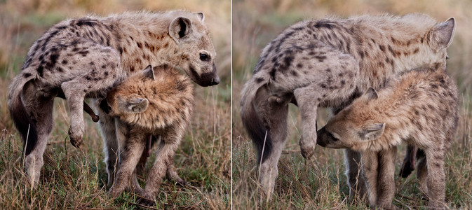 Hyena Custom (dual photo)