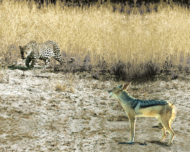 Blackbacked Jackel and Leopard