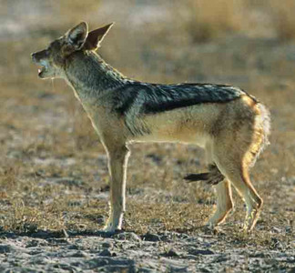 Blackbacked Jackel and Leopard