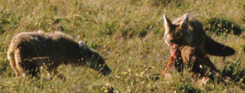 Blackbacked Jackel and Spotted Hyena