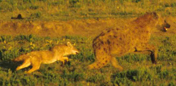 Blackbacked Jackel and Spotted Hyena