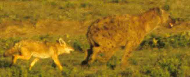 Blackbacked Jackel with Hyena-3rd Image