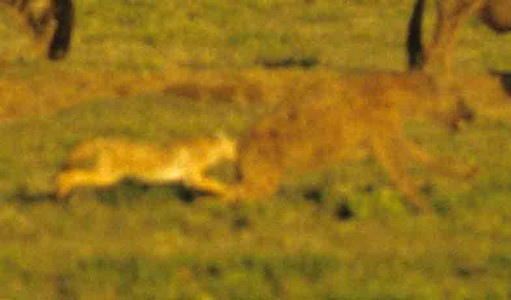 Blackbacked Jackel and Spotted Hyena-4th image
