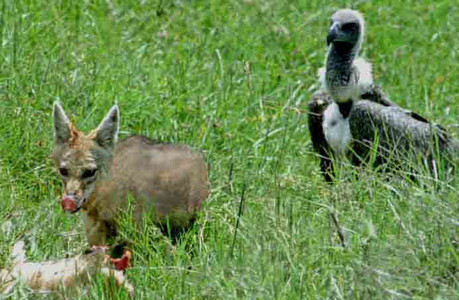 Blackbacked Jackel Eating with Vulture