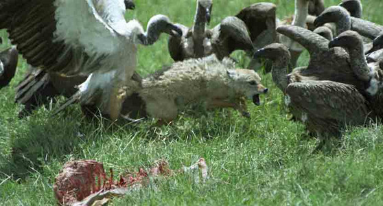 Blackbacked Jackel vs. Vultures-1st Image