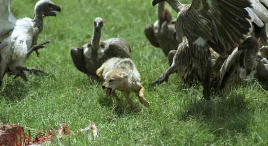 Blackbacked Jackel vs. Vultures-2nd Image