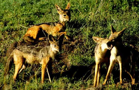 Blackbacked Jackel Family