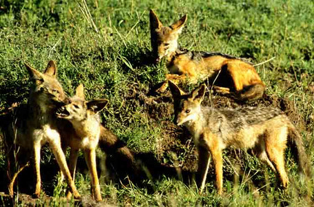 Blackbacked Jackel Family