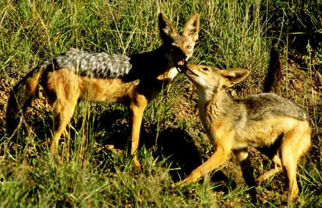 Blackbacked Jackel Family