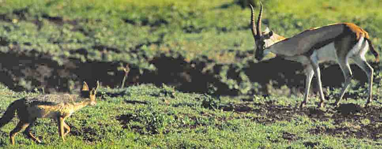Blackbacked Jackel & Thompson's Gazelle