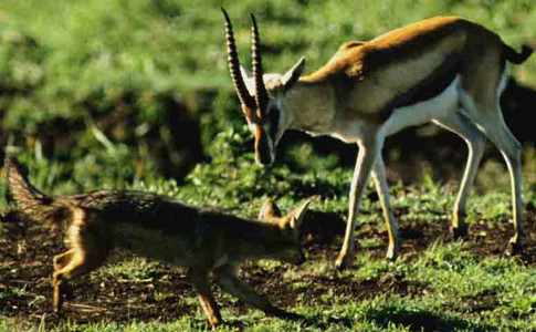 Blackbacked Jackel & Thompson's Gazelle