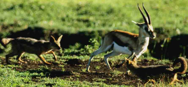 Blackbacked Jackel & Thompson's Gazelle