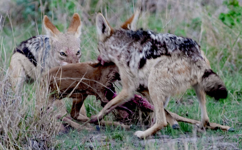 Jackels Eat Impala