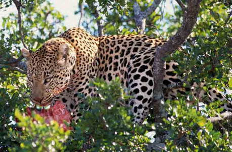 Leopard Meal