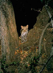 Leopard Cub