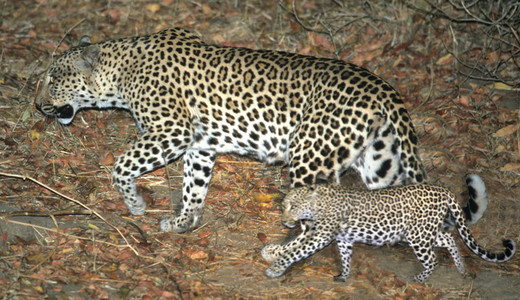 Leopard Mom & Cub