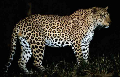 Leopard - night