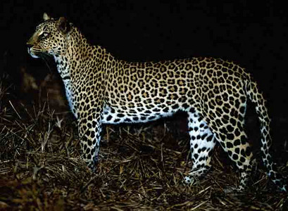 Leopard (F)-Standing-at night