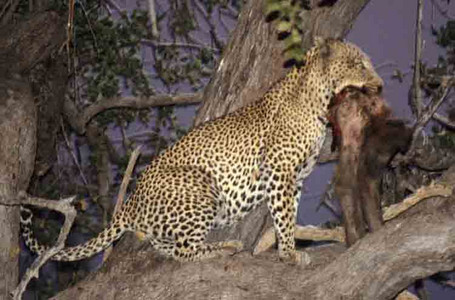 Leopard with Baboon Dinner