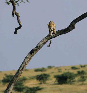 Leopard about to jump