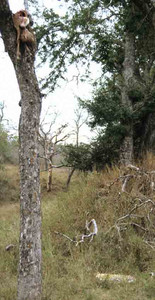Leopard with Stored Kill in Tree