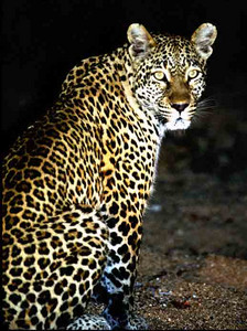 Leopard - night
