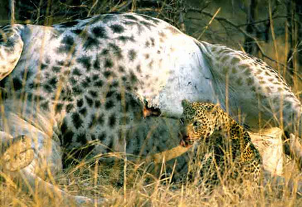 Leopard with Dead Giraffe