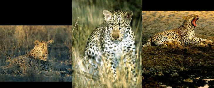 Leopard Triptich