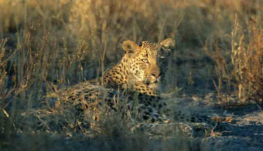 Leopard-big male-1st image