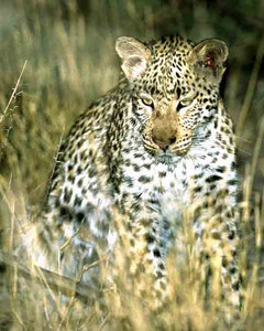 Leopard-adult F-2nd Image