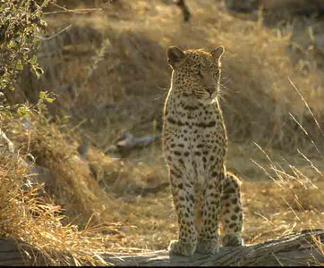 Leopard on Haunches