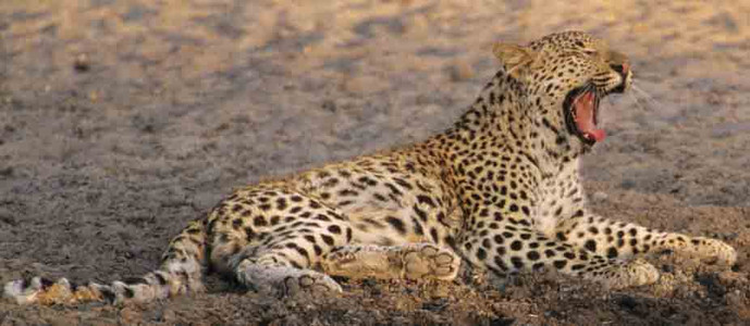 Leopard Cub-young male-3rd image