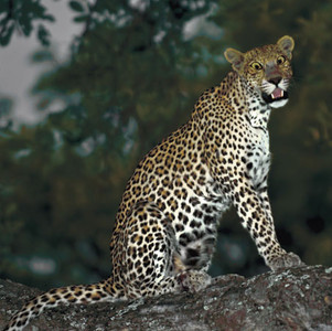 Leopard-F-Stares Down