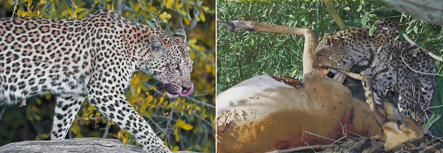 Leopard Kills Impala
