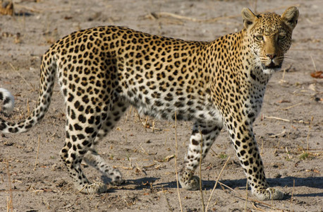 Leopard