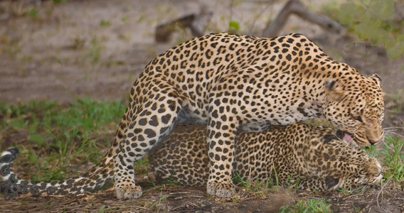 Leopard Copulates