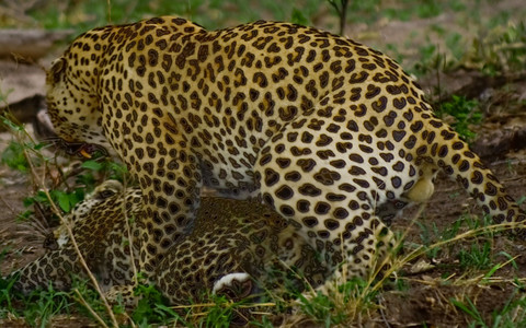 Leopards Copulation