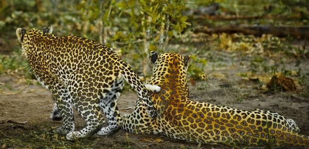 Leopards Copulating