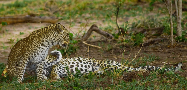 Leopard Arousal
