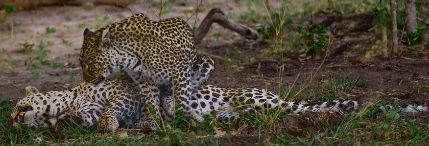Leopard Arousal