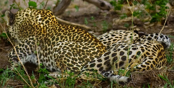 Leopard Copulating