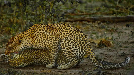 Leopards Copulating
