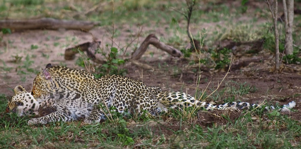 Leopards Copulating