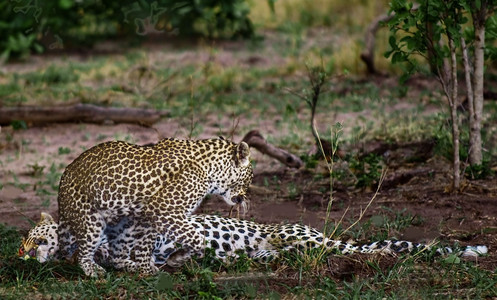 Leopards Copulating