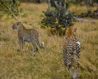 Leopards Finished Copulating