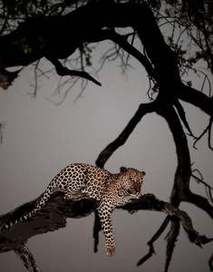 Leopard Out on a Limb