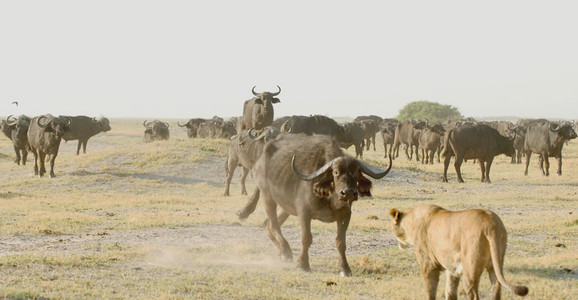 Lioness Vs. Buffalo 2
