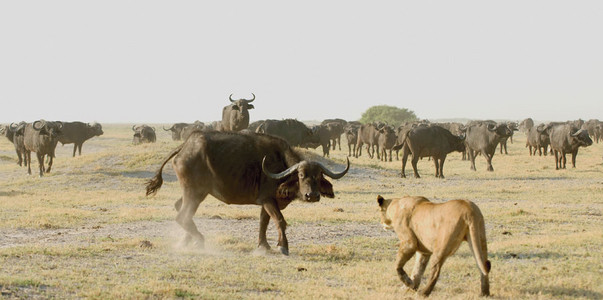 Lioness Vs. Buffalo 3