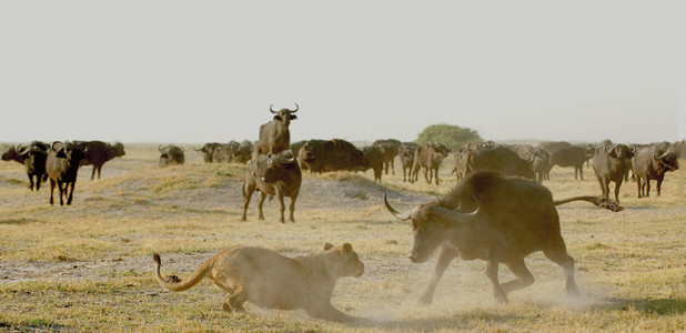 Lioness Vs. Buffalo 4