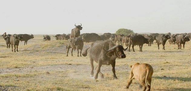 Lioness Vs. Buffalo 5